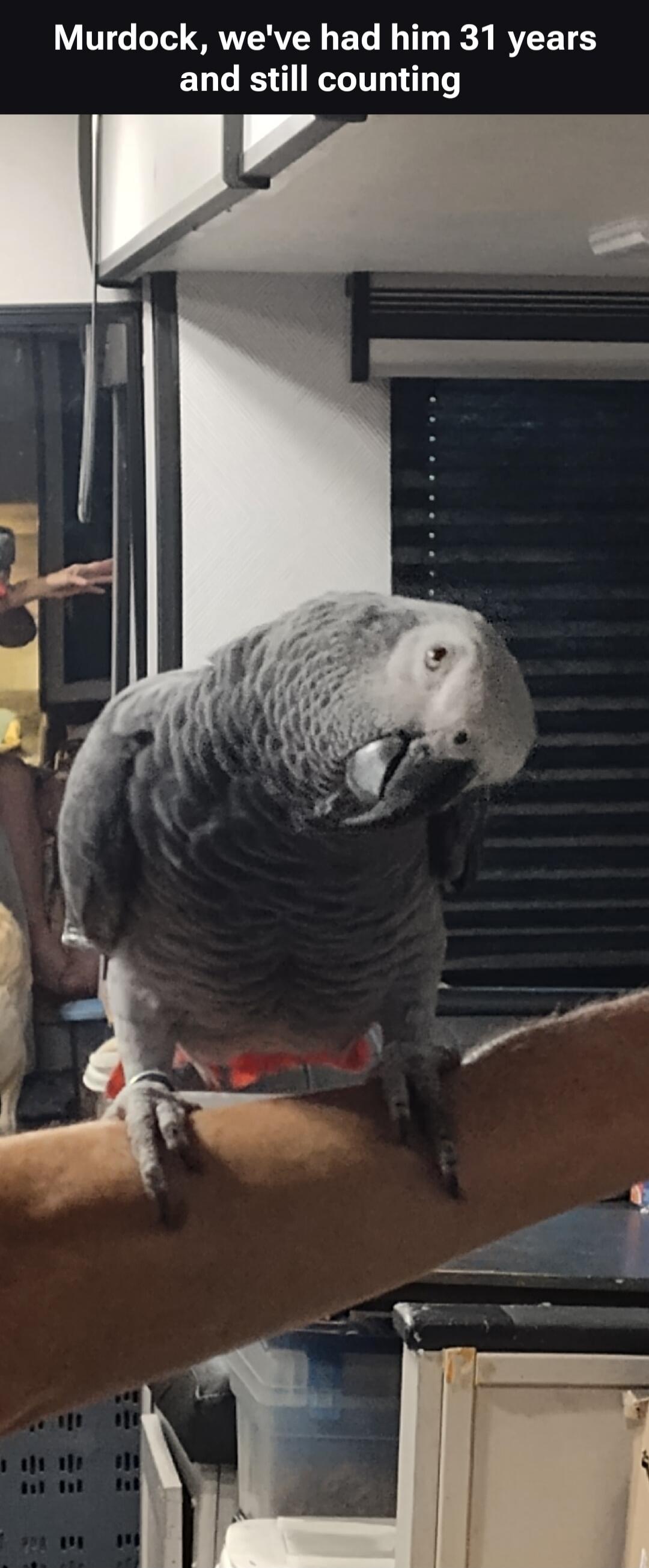 Murdock, we've had him 31 years and still counting