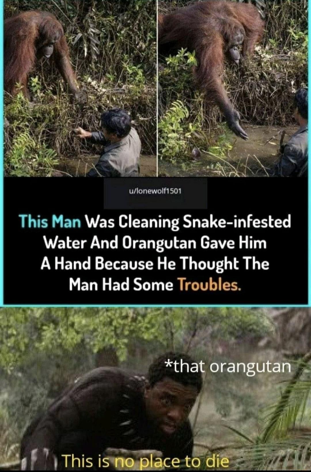 This Man Was Cleaning Snake infested Water And Orangutan Gave Him A Hand Because He Thought The Man Had Some Troubles