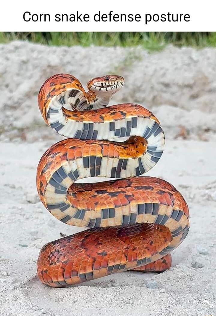 Corn snake defense posture