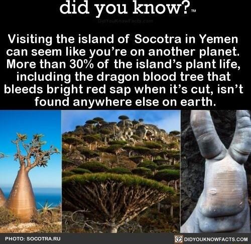 did you know Visiting the island of Socotra in Yemen can seem like youre on another planet More than 30 of the islands plant life including the dragon blood tree that bleeds bright red sap when its cut isnt found anywhere else on earth oioYoUKNOWFACTSCOM
