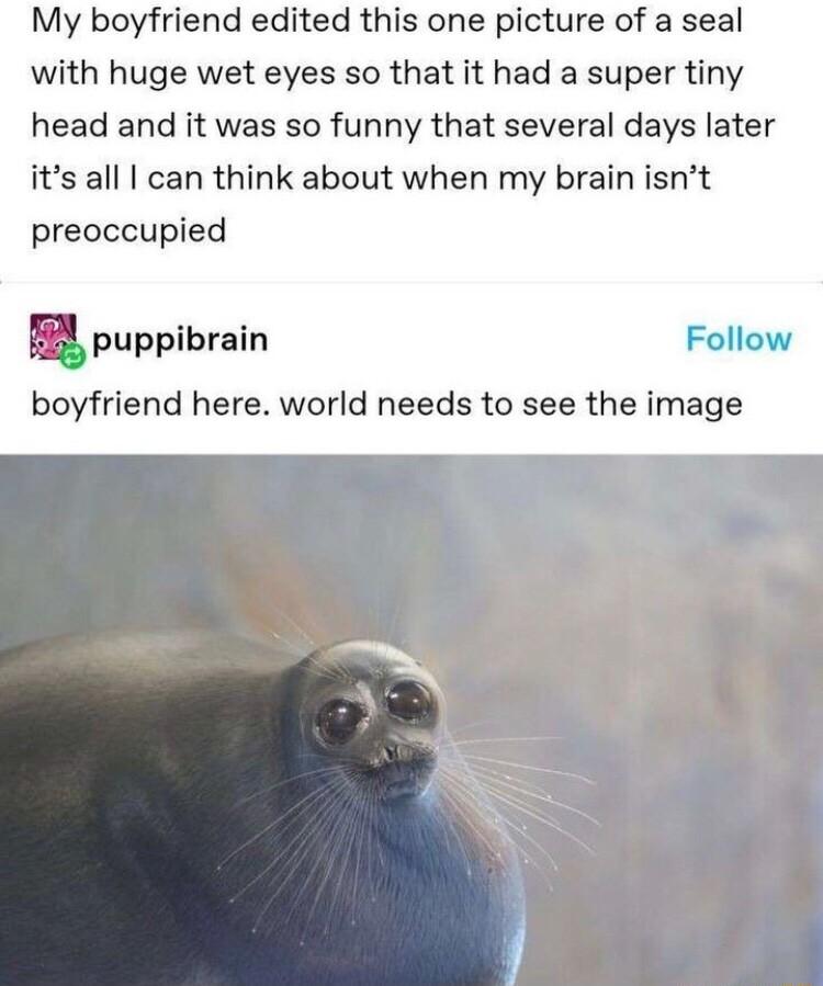 My boyfriend edited this one picture of a seal with huge wet eyes so that it had a super tiny head and it was so funny that several days later its all can think about when my brain isnt preoccupied T8 puppibrain Follow boyfriend here world needs to see the image