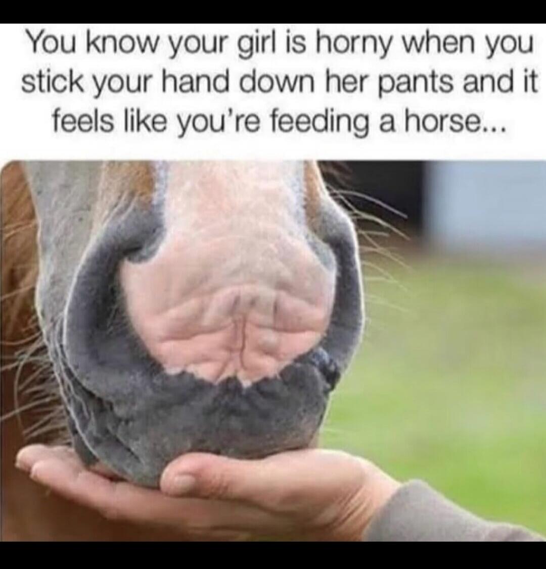 You know your girl is horny when you stick your hand down her pants and it feels like you're feeding a horse...