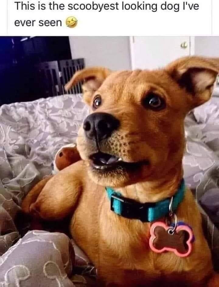 This is the scoobyest looking dog Ive ever seen