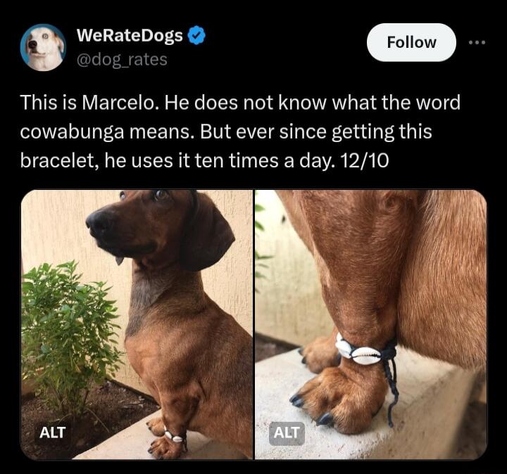 O WeRateDogs This is Marcelo He does not know what the word cowabunga means But ever since getting this bracelet he uses it ten times a day 1210