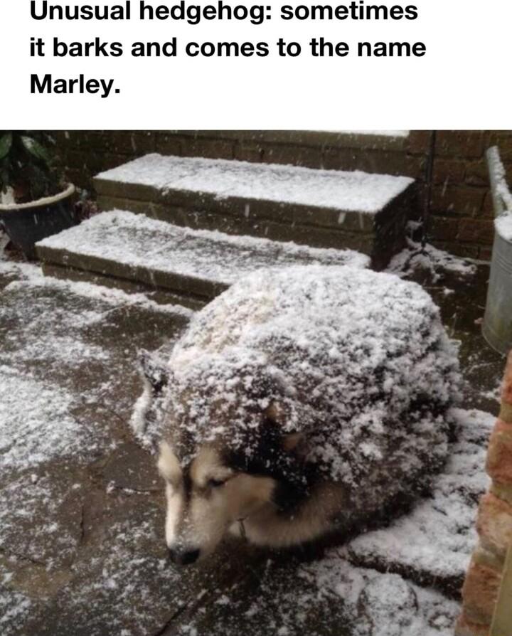 Unusual hedgehog sometimes it barks and comes to the name