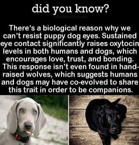 did you know? There’s a biological reason why we can’t resist puppy dog eyes. Sustained eye contact significantly raises oxytocin levels in both humans and dogs, which encourages love, trust, and bonding. This response isn’t even found in hand-raised wolves, which suggests humans and dogs may have co-evolved to share this trait in order to be compa
