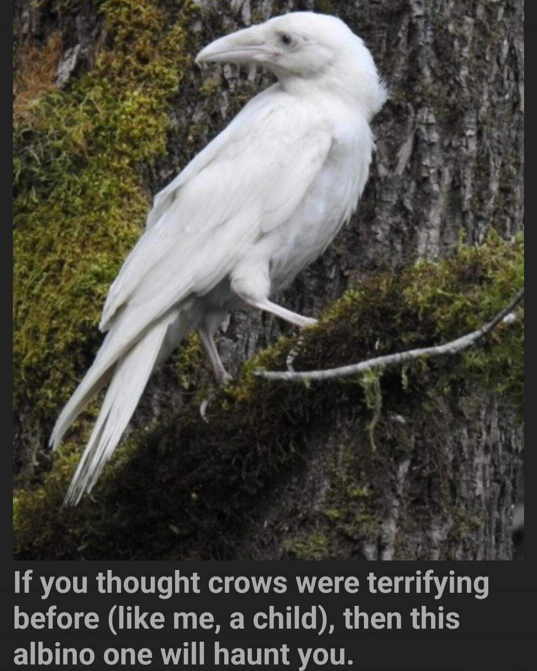 If you thought crows were terrifying before (like me, a child), then this albino one will haunt you.