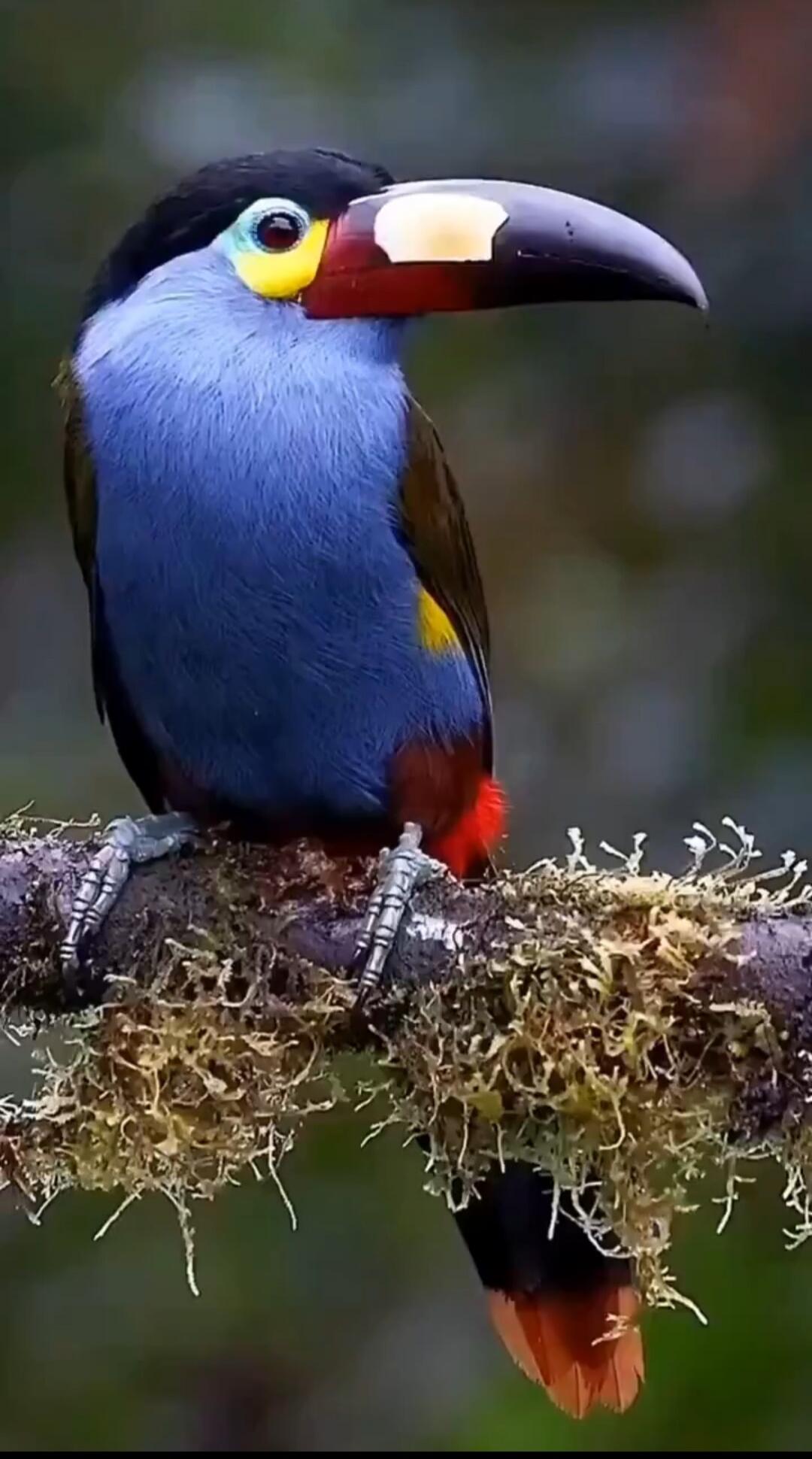 Colorful bird perched on a mossy branch. It has a blue body, a large multicolored beak, and bright yellow and red accents near its face and tail.