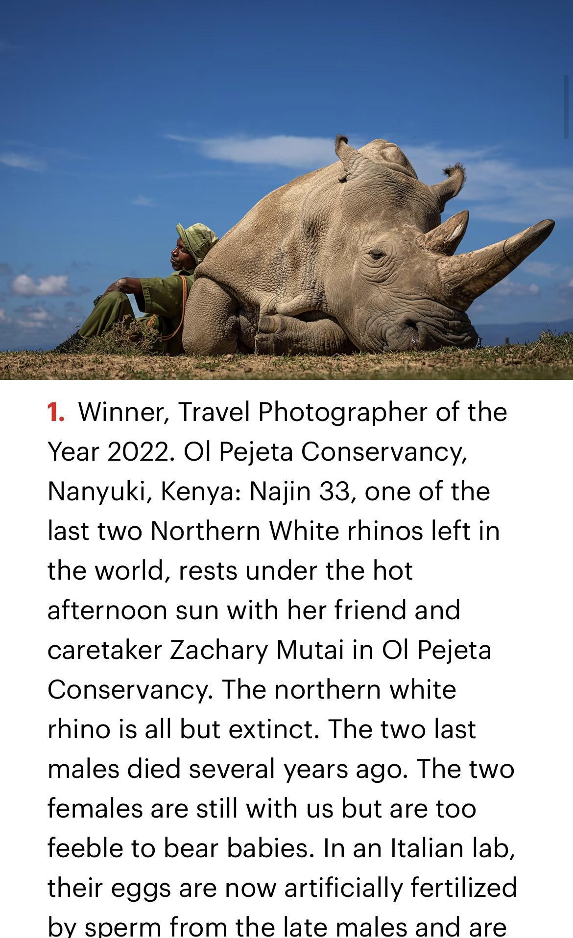 1 Winner Travel Photographer of the Year 2022 Ol Pejeta Conservancy Nanyuki Kenya Najin 33 one of the last two Northern White rhinos left in the world rests under the hot afternoon sun with her friend and caretaker Zachary Mutai in Ol Pejeta Conservancy The northern white rhino is all but extinct The two last males died several years ago The two females are still with us but are too feeble to bear