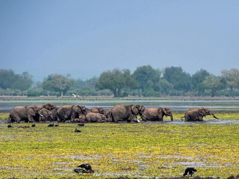 A herd of elephants walks across a shallow, grassy wetland. Several elephants are close together, with a few birds in the foreground and trees in the distant background.