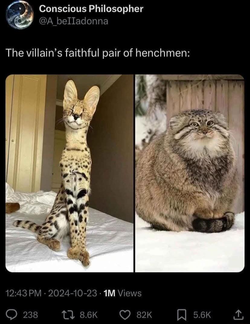 A_belladonna 4 E o LB TITEY oy GELT 1T The villains faithful pair of henchmen