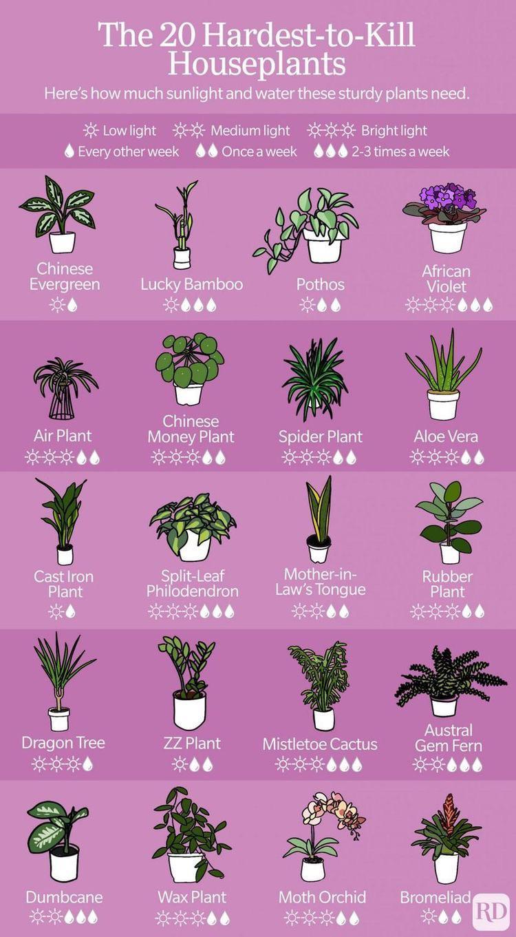 The 20 Hardest to Kill Houseplants Heres how much sunlight and water these sturdy plants need Xt Lowlight X3 Mediumlight 66X Brightlight Everyotherweek Onceaweek 2 3 timesaweek Y African Chinese Evergreen Lucky Bamboo ZoligTely Violet X066 ke X Eesesel Y1 2E Chinese w Air Plant Money Plant Spider Plant Aloe Vera Eesezed Y Eozezed 1 Eezezel Y EezezeT 1 CastIron Split Leaf Mother in Rubber Plant ali