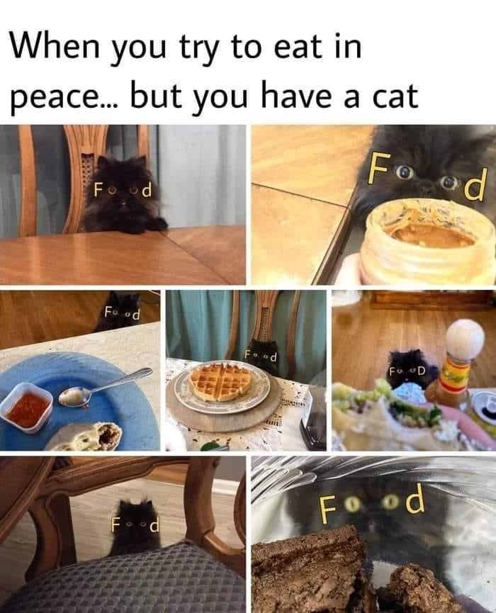 When you try to eat in peace but you have a cat