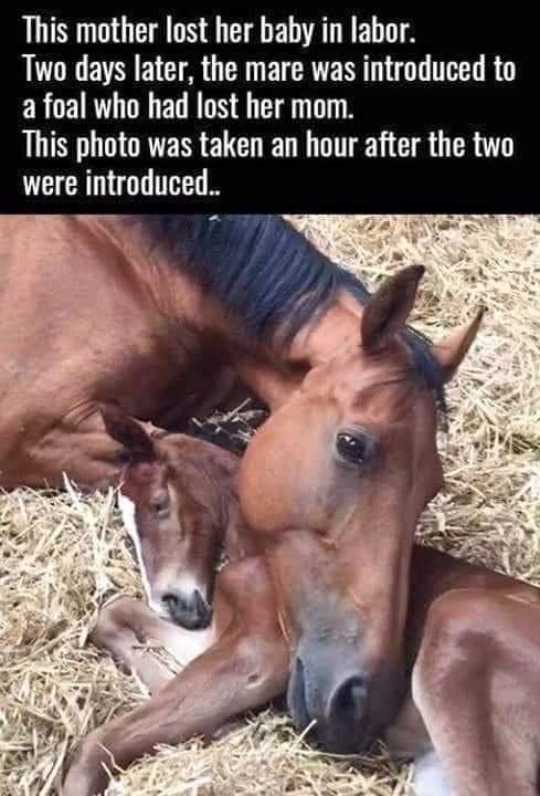 This mother lost her baby in labor Two days later the mare was introduced to ERCEIRT N EL RGN G This photo was taken an hour after the two were introduced
