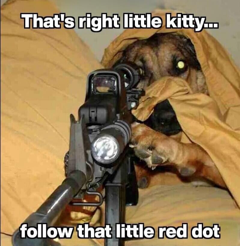 That's right little kitty... follow that little red dot