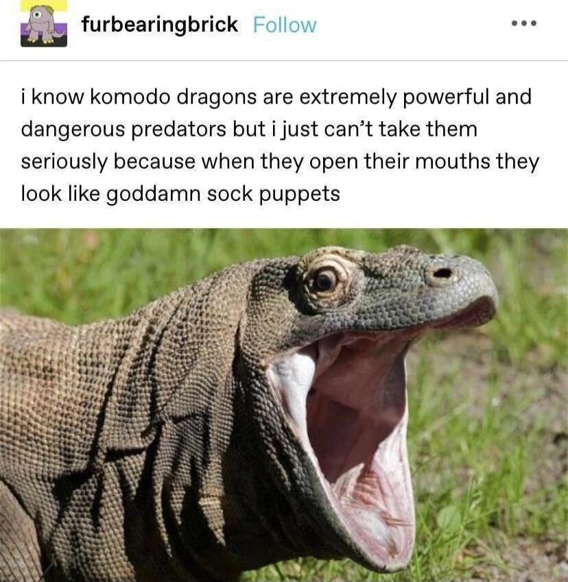 g g furbearingbrick i know komodo dragons are extremely powerful and dangerous predators but i just cant take them seriously because when they open their mouths they look like goddamn sock puppets