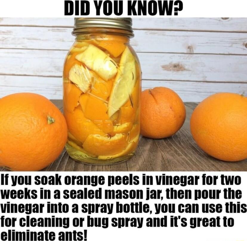DID YOU KNOW f you soak nrange llGGlS in vmegar Inr Wo weeks in a sealed mason jar then pour the vinegar into a spray bottle you can use this for cleaning or bug spray and its great to eliminate ants