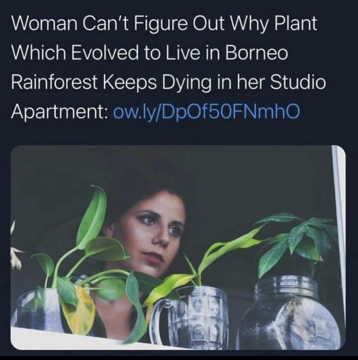 Woman Cant Figure Out Why Plant i alel g VeYTe R oA IR g N 10 1pTe Rainforest Keeps Dying in her Studio Apartment owlyDpOf50FNmMhO