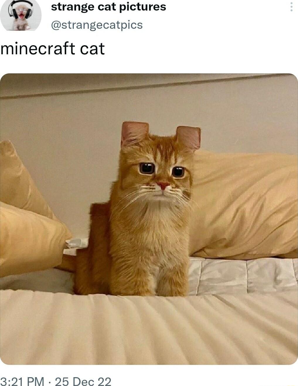 strange cat pictures strangecatpics minecraft cat