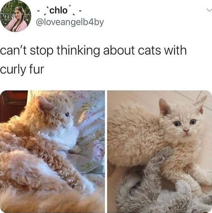 Y loveangelbdby cant stop thinking about cats with urly fur