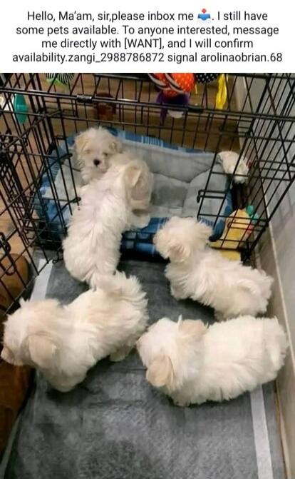 Hello, Ma'am, sir, please inbox me. I still have some pets available. To anyone interested, message me directly with [WANT], and I will confirm availability.zangi_2988786872 signal carolinaobrian.68