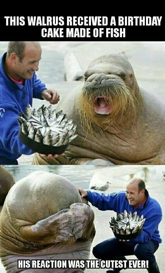 THIS WALRUS RECEIVED A BIRTHDAY CAKE MADE OF FISH p HISREACTION WAS THECUTEST EVER AT