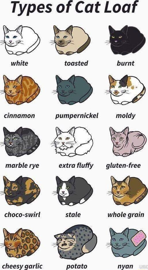 Types of Cat Loaf cinnamon pumpernickel moldy b marble rye extra fluffy gluten free choco swirl cheesy garlic