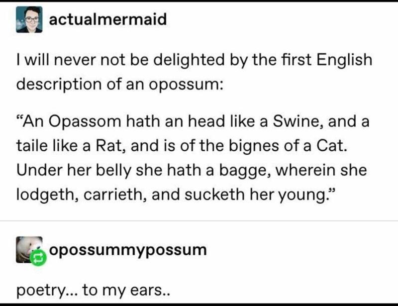 E actualmermaid I will never not be delighted by the first English description of an opossum An Opassom hath an head like a Swine and a taile like a Rat and is of the bignes of a Cat Under her belly she hath a bagge wherein she lodgeth carrieth and sucketh her young opossummypossum poetry to my ears