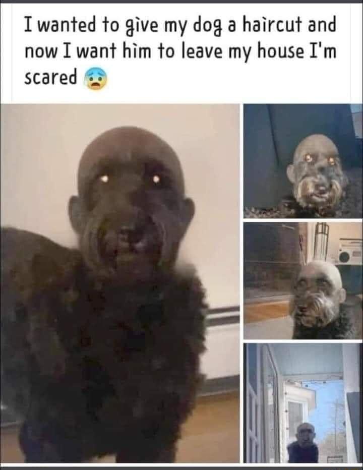 Twanted to give my dog a haircut and now I want him to leave my house Im scared