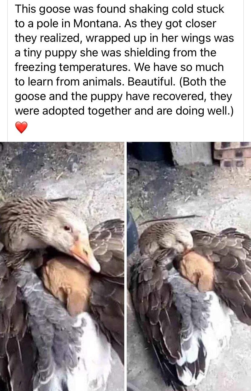 This goose was found shaking cold stuck to a pole in Montana As they got closer they realized wrapped up in her wings was a tiny puppy she was shielding from the freezing temperatures We have so much to learn from animals Beautiful Both the goose and the puppy have recovered they were adopted together and are doing well