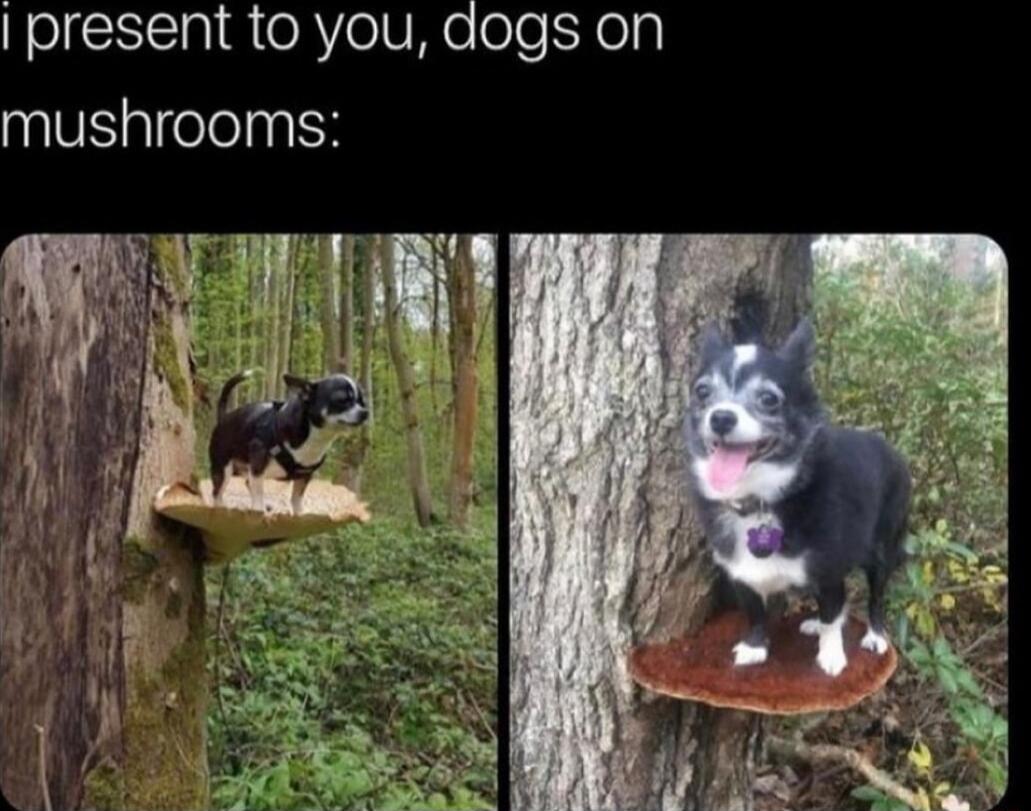 NolcNIcTal R eRY eIV Mo loloXolg mushrooms