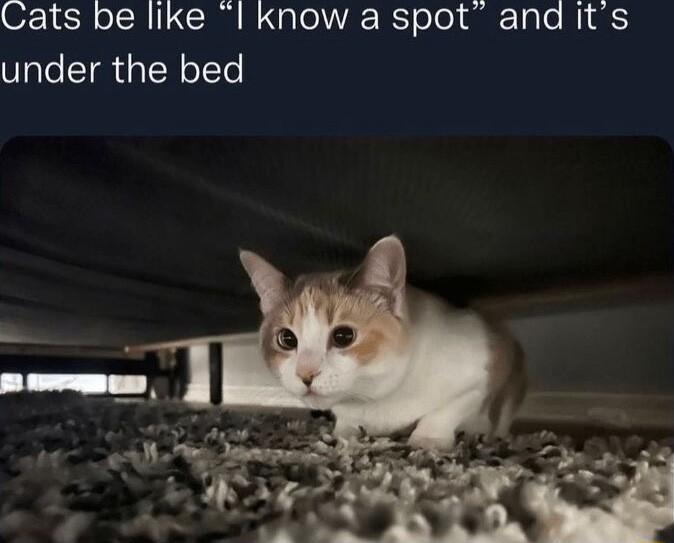 O SR o TN SR B Nl WVk IS olo alTalo Wi o under the bed