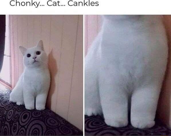 Chonky Cat Cankles