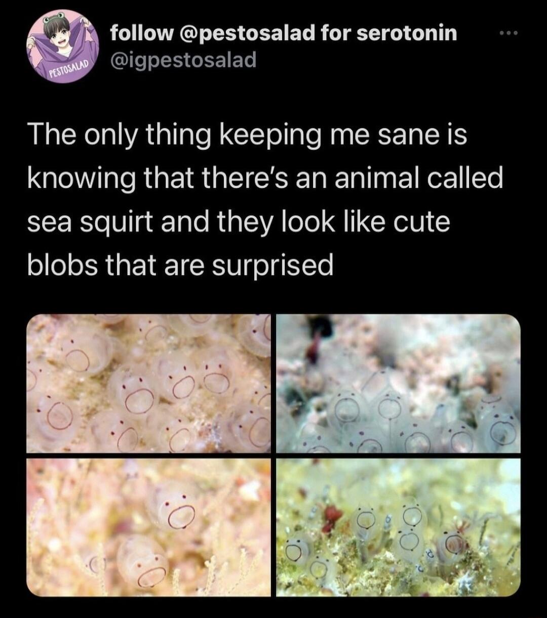 follow pestosalad for serotonin igpestosalad The only thing keeping me sane is knowing that theres an animal called sea squirt and they look like cute blobs that are surprised