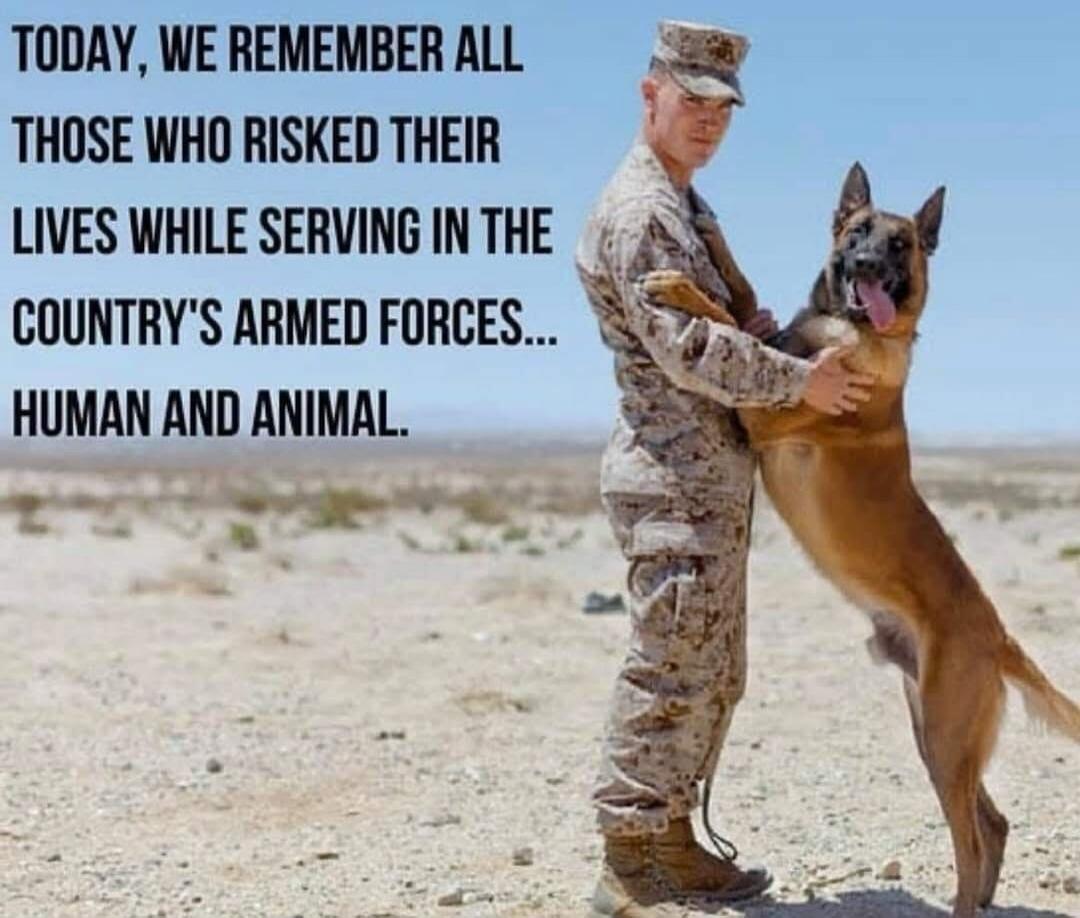 TODAY, WE REMEMBER ALL THOSE WHO RISKED THEIR LIVES WHILE SERVING IN THE COUNTRY'S ARMED FORCES... HUMAN AND ANIMAL.
