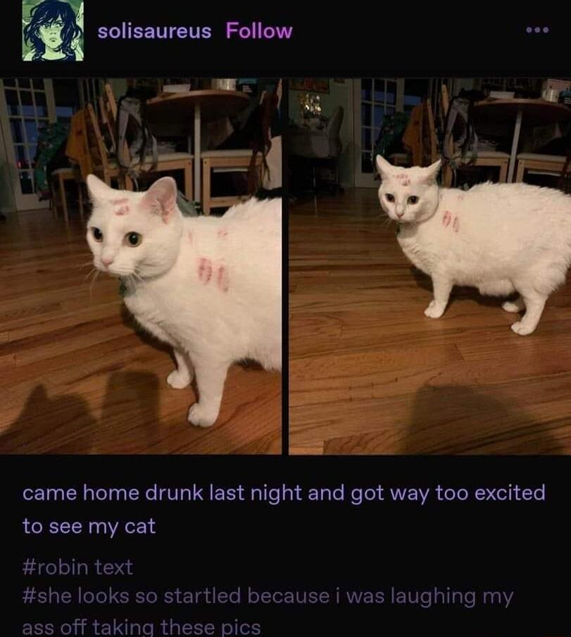 R EENTETER IR came home drunk last night and got way too excited to see my cat o startled becal was laughing