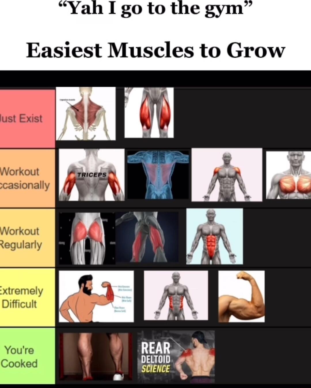 Yah I go to the gym Easiest Muscles to Grow