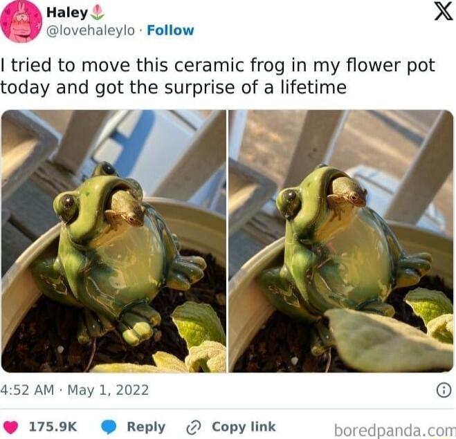 Haley L lovehaleylo Follow tried to move this ceramic frog in my flower pot today and got the surprise of a lifetime DY AM May 1 2022 1759 Reply Copy link