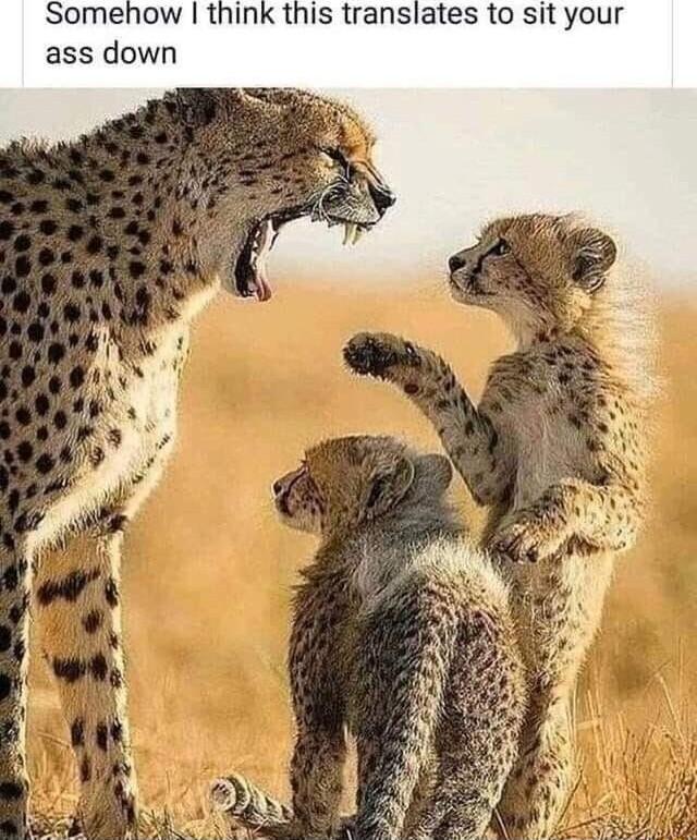 Somehow think this translates to sit your ass down