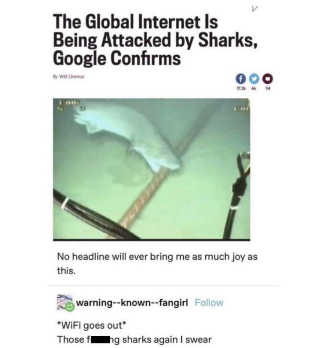 v The Global Internet Is Being Attacked by Sharks Google Confirms o 600 No headline will ever bring me as much joy as this waming known fangirl Follow WiFi goes out Those filhg sharks again swear