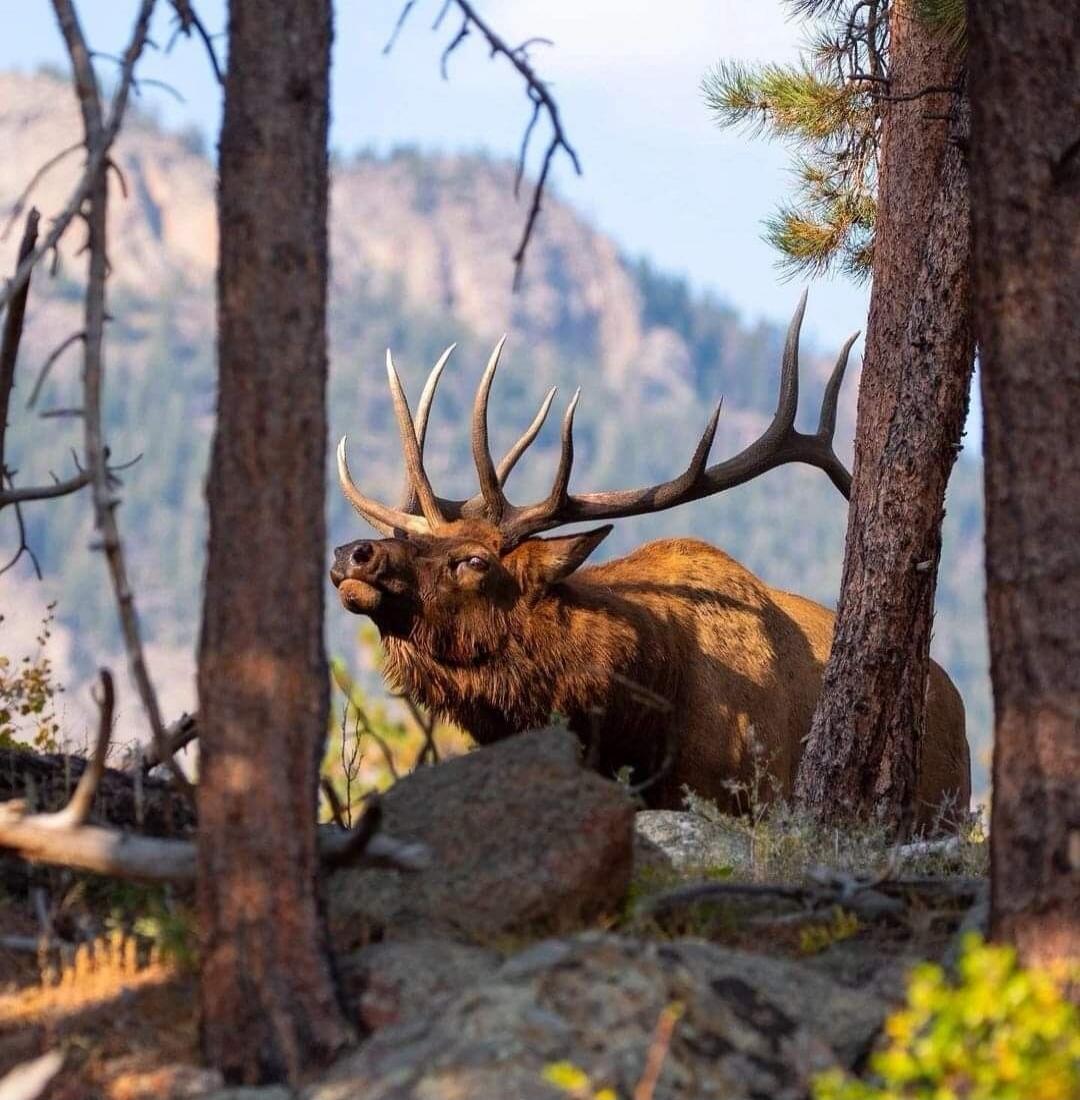Elk with large antlers in a forest clearing.