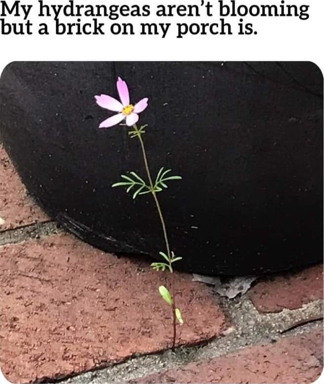 y hydrangeas arent blooming but a brick on my porch is