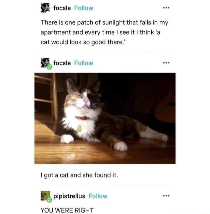 B focsle Follow There is one patch of sunlight that falls in my apartment and every time see it think a cat would look so good there I gota cat and she found it I sttt Folow YOU WERE RIGHT