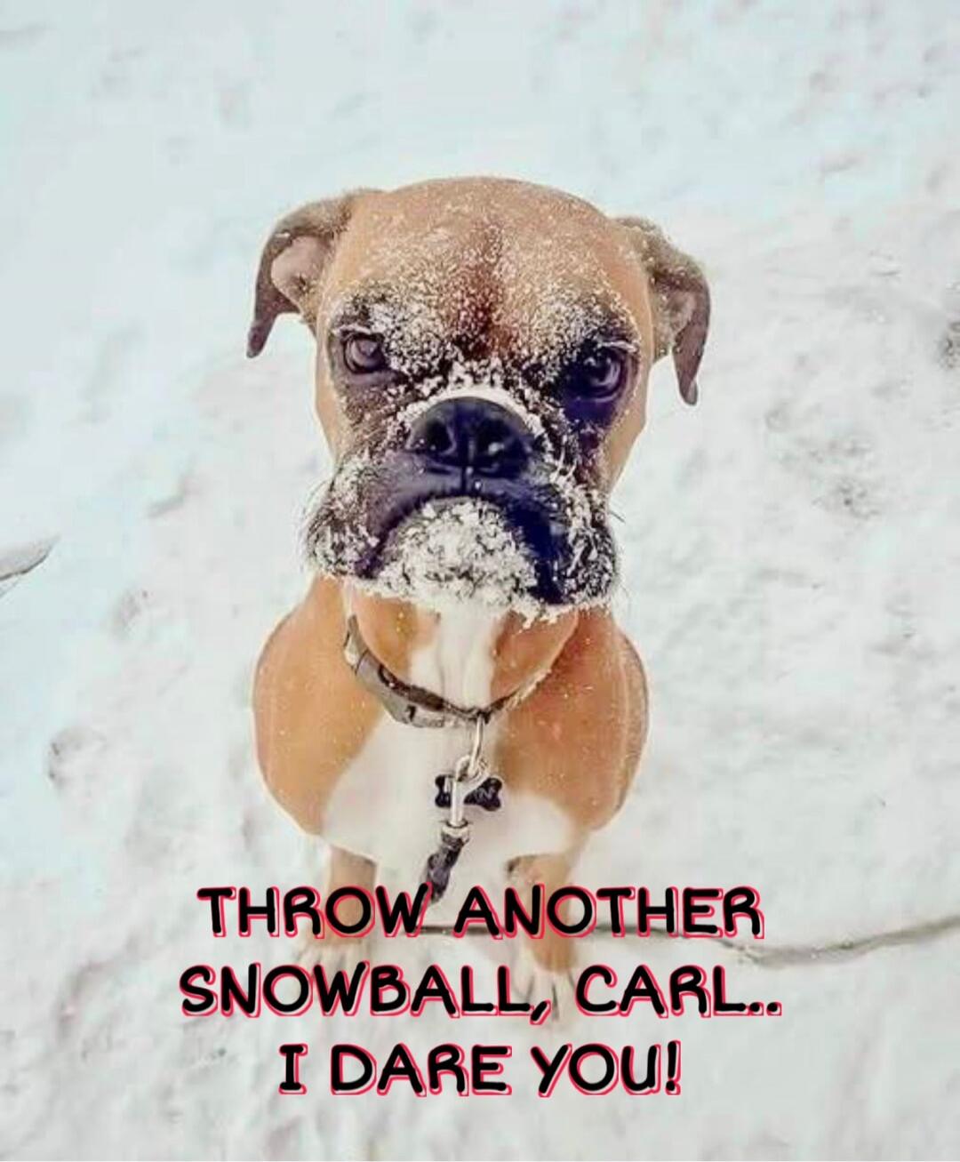 THROW ANOTHER SNOWBALL, CARL.. I DARE YOU!