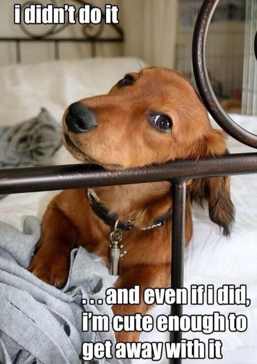 I didn't do it ...and even if I did, I'm cute enough to get away with it