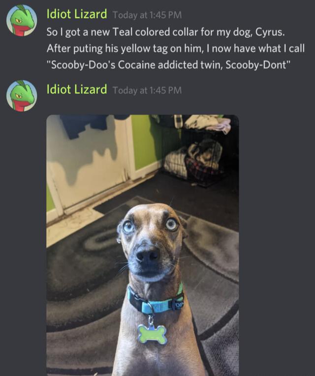 Idiot Lizard Todey ot 145 it S0 got a new Teal colored collar for my dog Cyrus After puting his yellow tag on him now have what cal Scooby Doos Cocaine addicted twin Scooby Dont Idiot Lizard Toda 145 o4