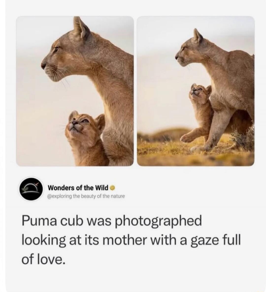 Wonders of the Wild exploring the beauty of the nature Puma cub was photographed looking at its mother with a gaze full of love.