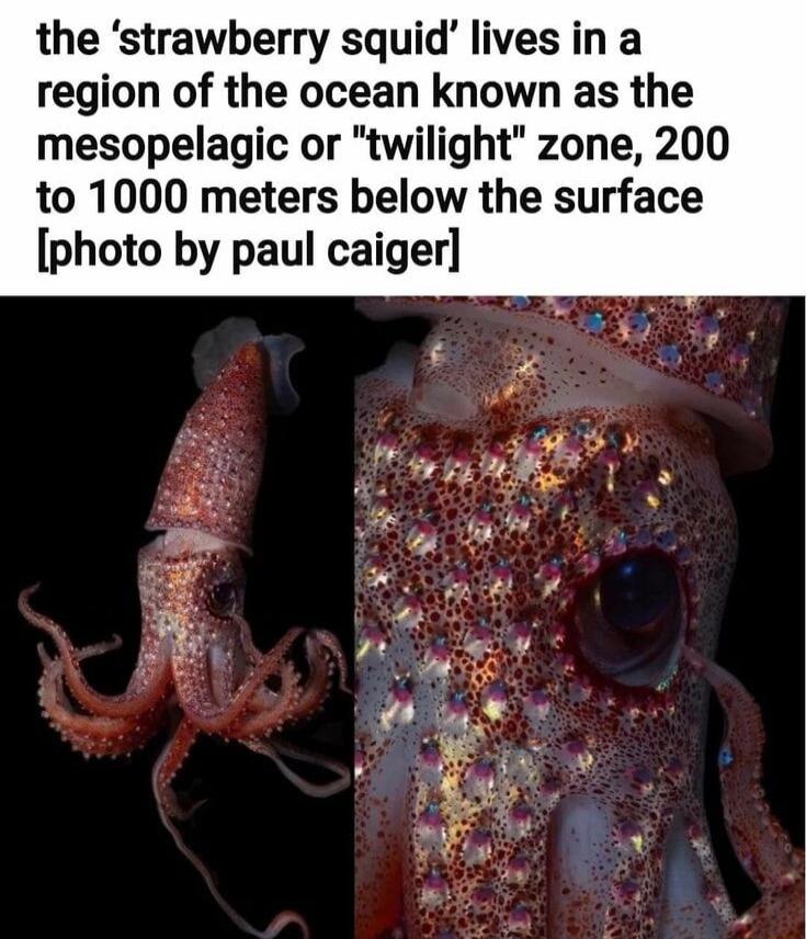 the strawberry squid lives in a region of the ocean known as the mesopelagic or twilight zone 200 to 1000 meters below the surface photo by paul caiger