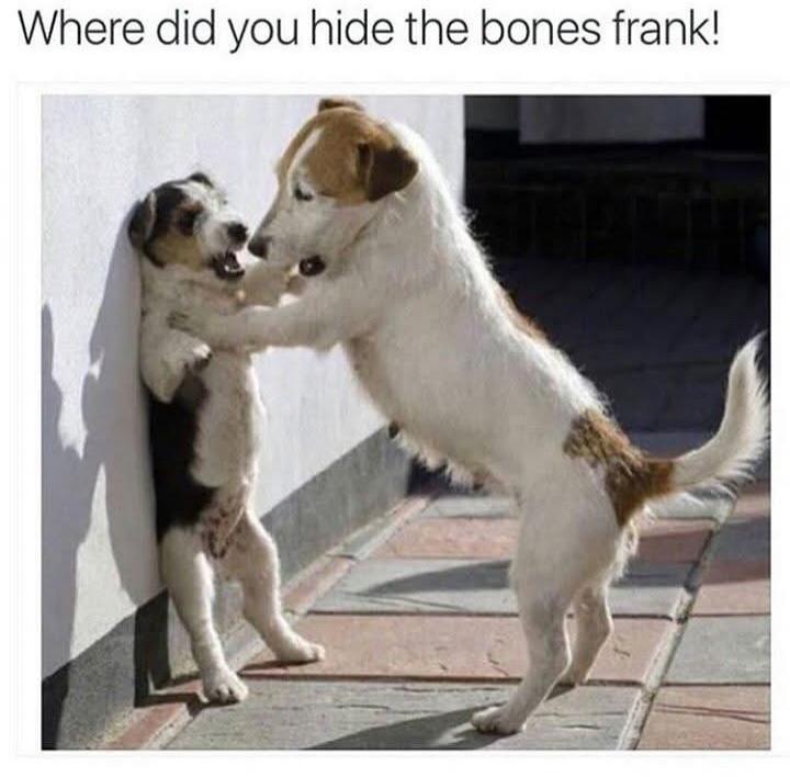 Where did you hide the bones frank! A larger dog is playfully pushing a smaller dog against a wall, as if interrogating it about hidden bones.
