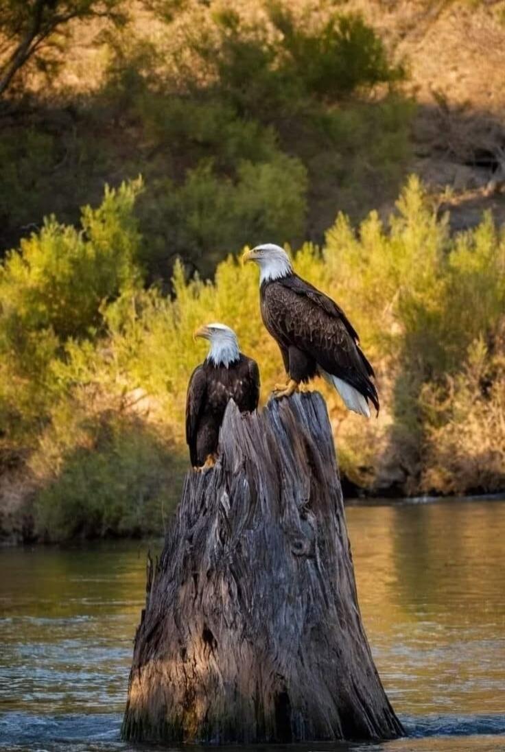 Two bald eagles perched on a weathered tree stump in a river, with green bushes in the background.